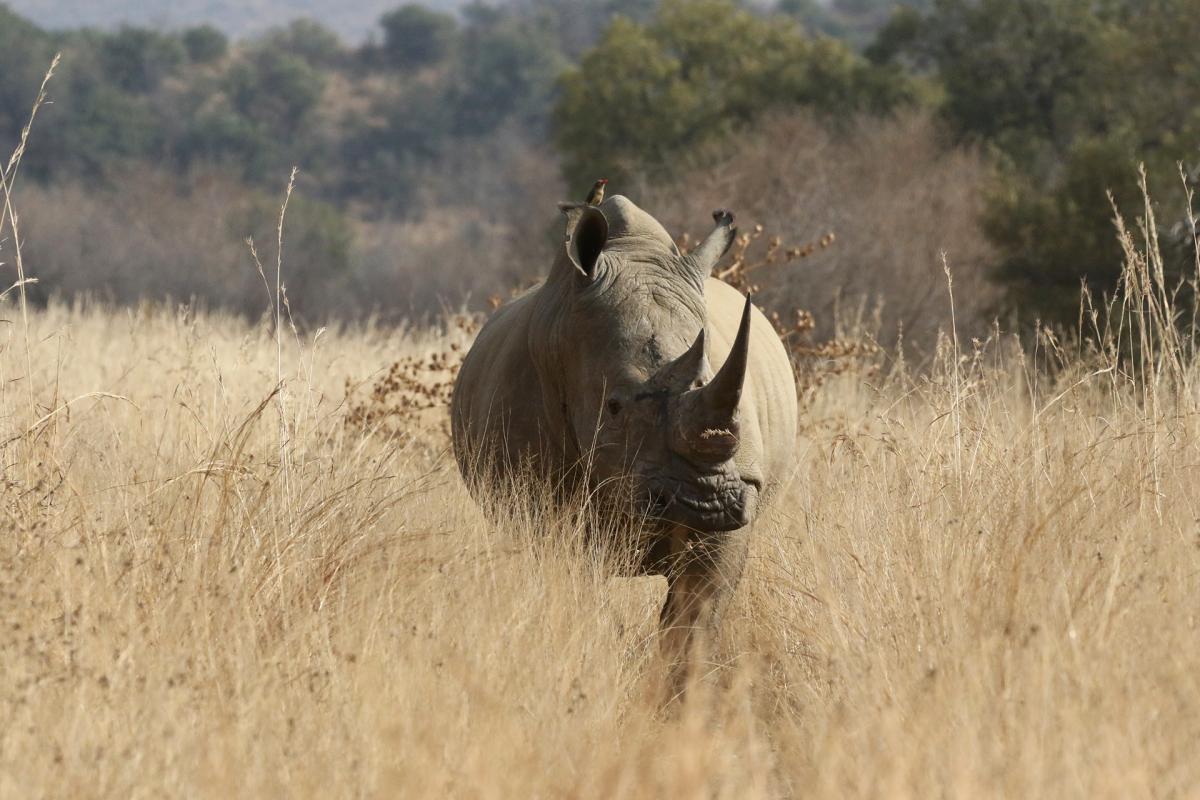 south africa pilanesberg exploringafrica safariadv wildlife 