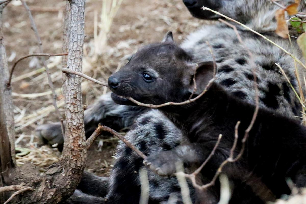 kruger south africa hyena exploingafrica SafariADV wildlife