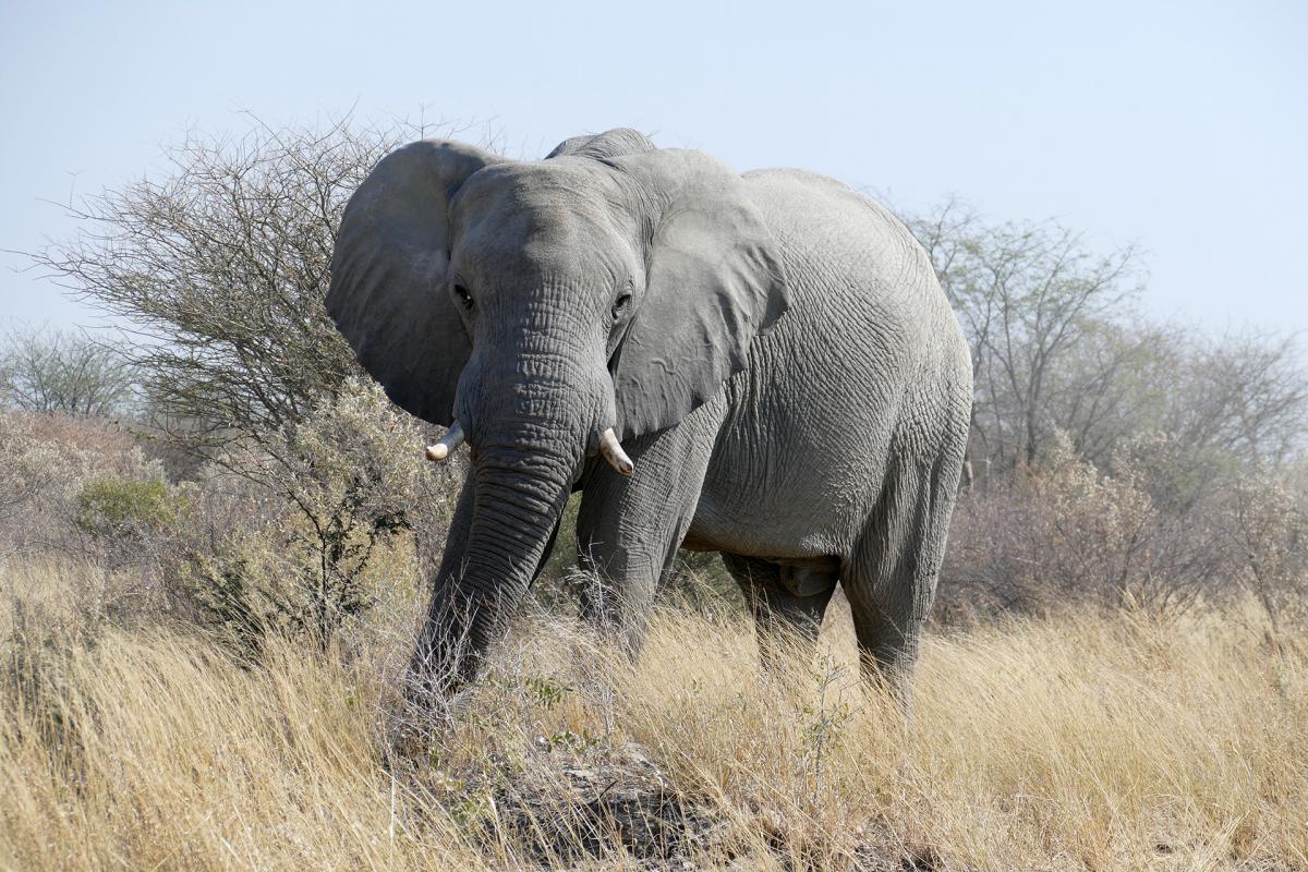 Botswana on the road elephant 