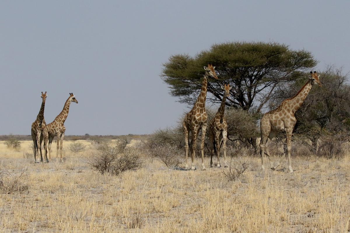 botswana kalahari exploringafrica safariadv