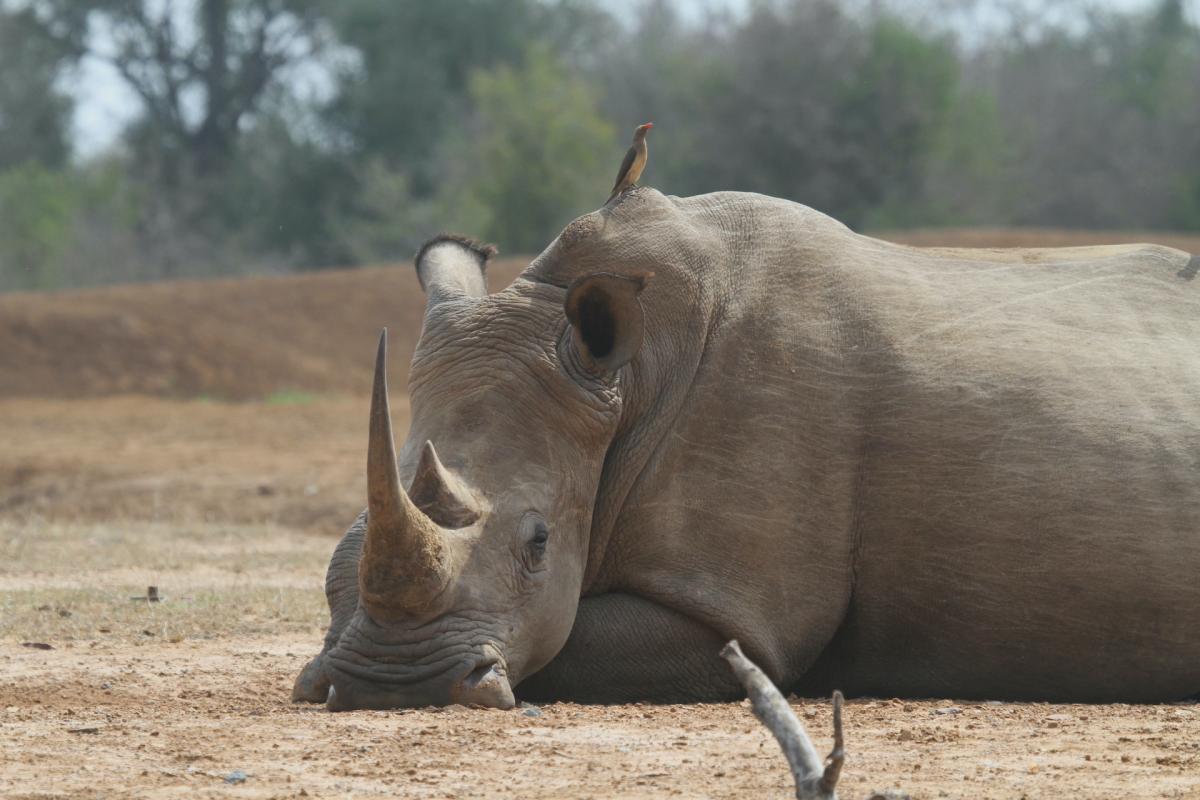 rhino hlane national park swaziland
