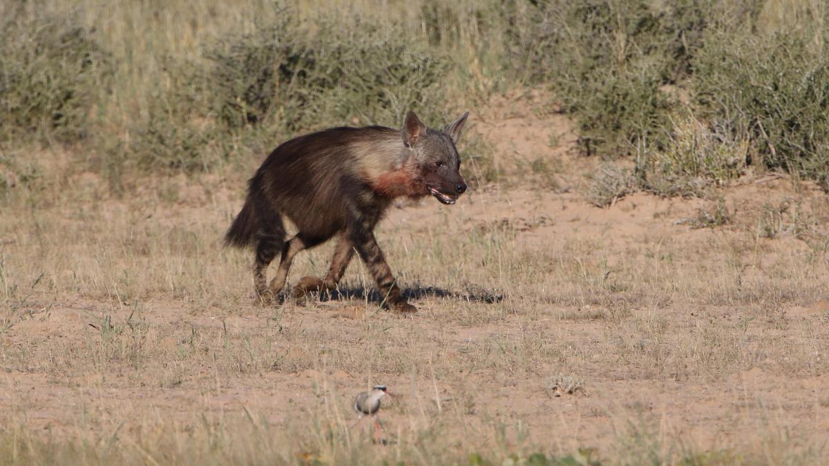 exploringafrica safariadv hyena brown