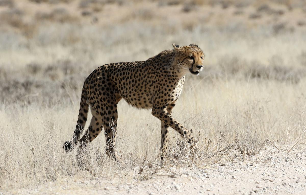 cheetah ghepardo exploringafrica south africa sudafrica kgalagadi 