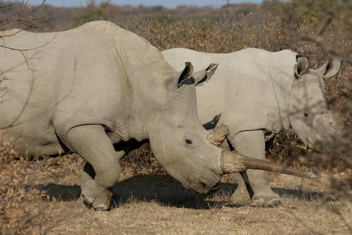 khama rhino botswana exploring africa SafariADV 