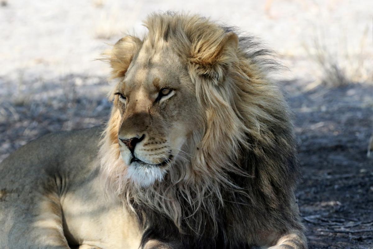 botswana kalahari Exploringafrica safariadv lion