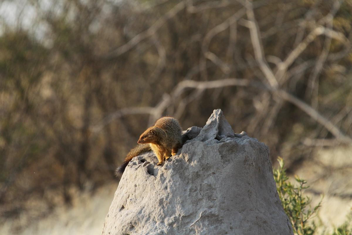 botswana kalahari 