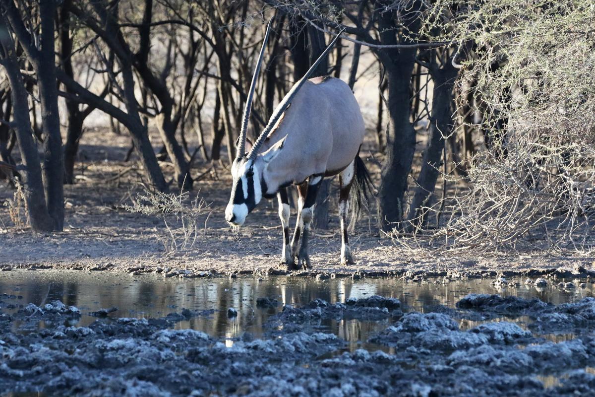 botswana kalahari safariadv exploringafrica