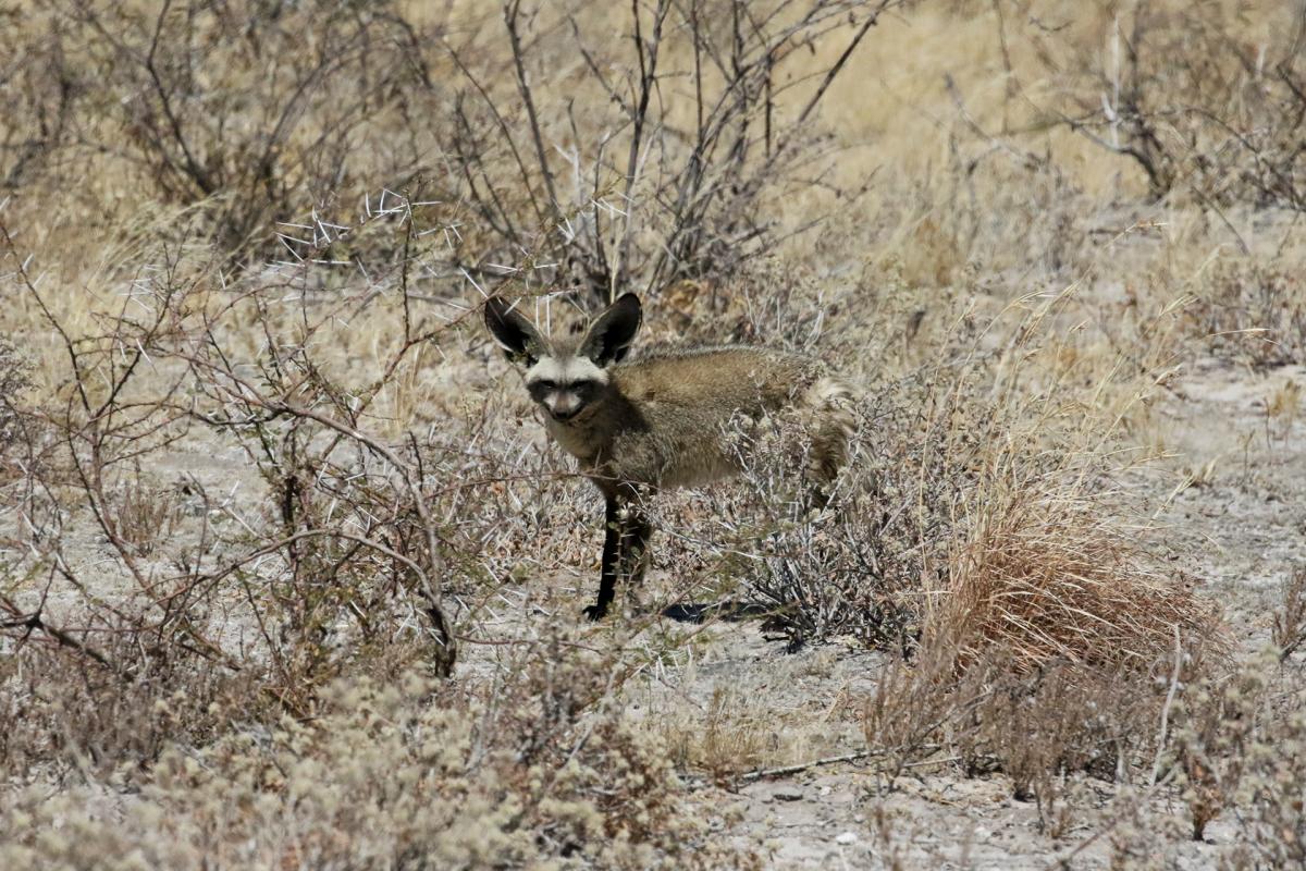 botswana kalahari safariadv exploringafrica