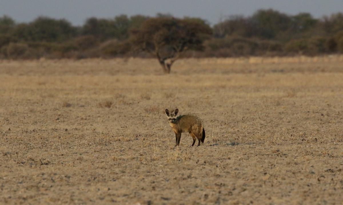 botswana kalahari exploringafrica safariadv