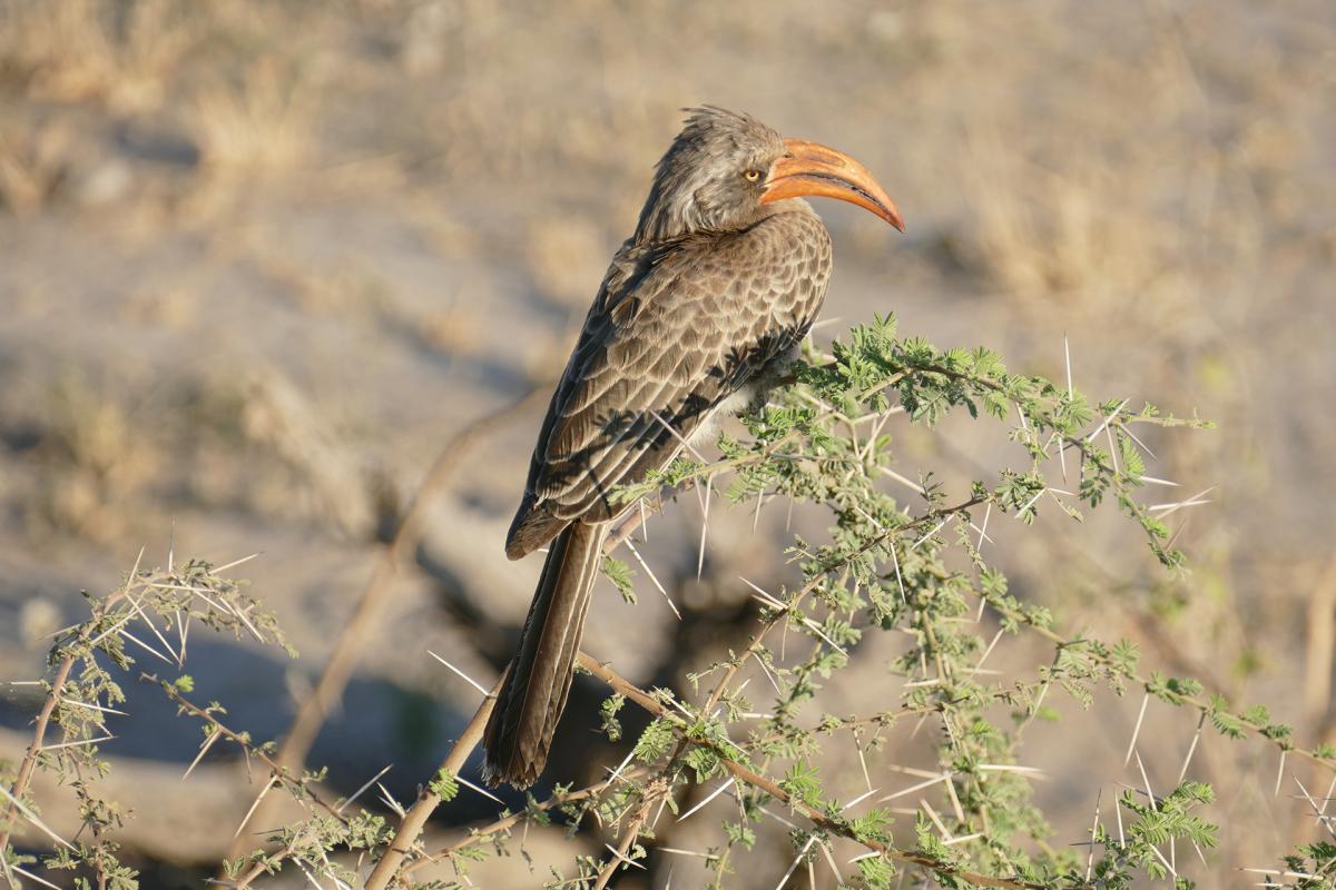 botswana hornbill