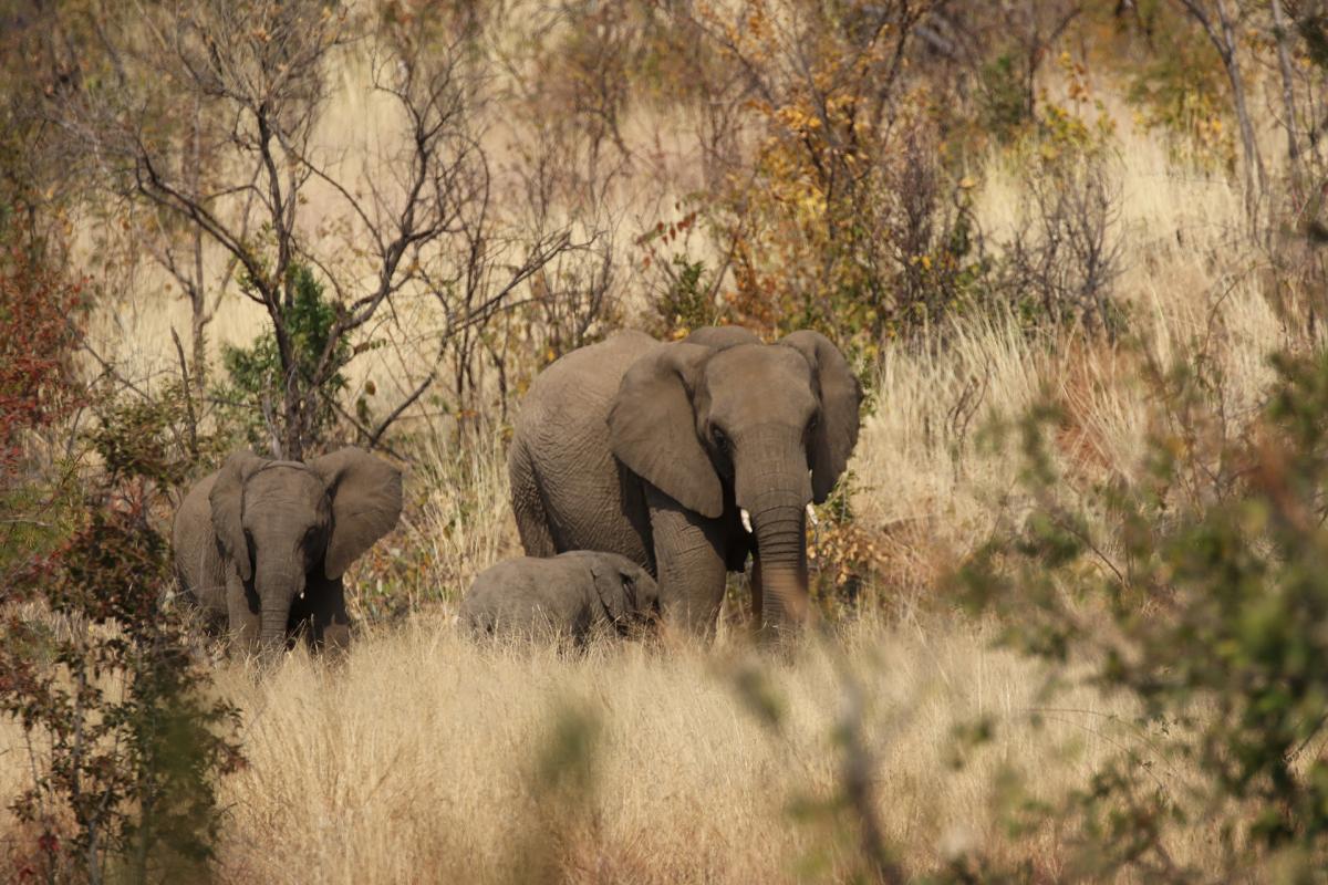 south africa Pilanesberg exploringafrica SafariADV 