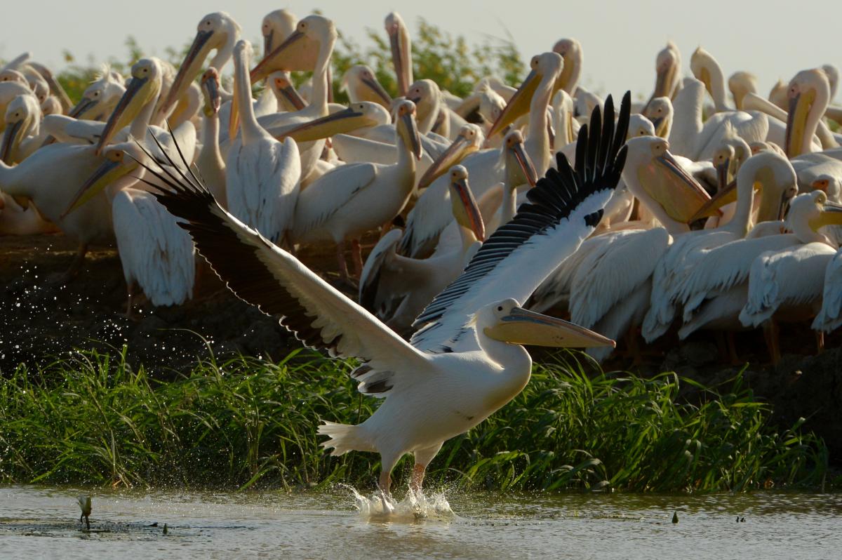 pellicani senegal exploringafrica safariadv