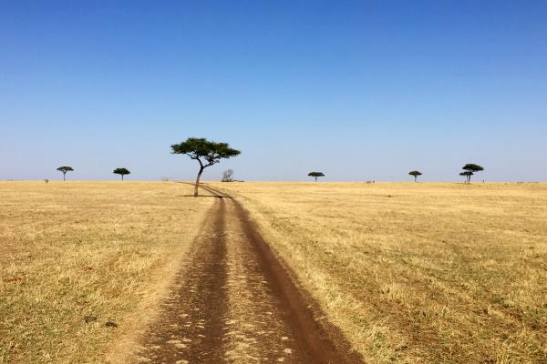 Serengeti National Park: wonderful no ending landscape, savannah and acacia