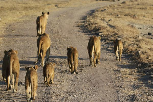 leoni ngorongoro tanzaia safari exploringafrica romina facchi lion
