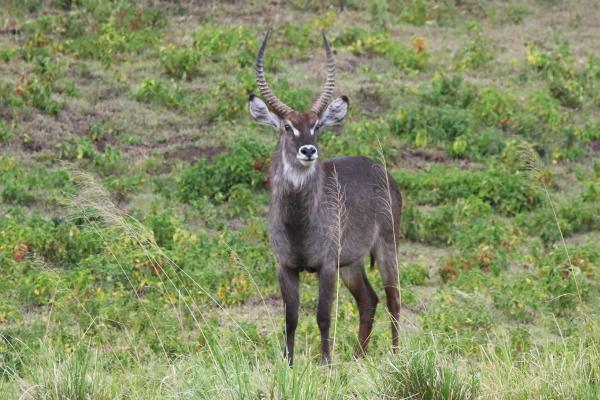 Waterbuck at Arusha National Park in Tanzania East Africa  