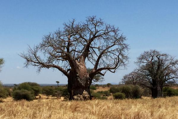 Tarangire National Park: majestic baobab adansonia digitata 