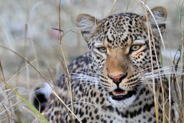 botswana safari leopard africa safariadv exploringafrica romina facchi