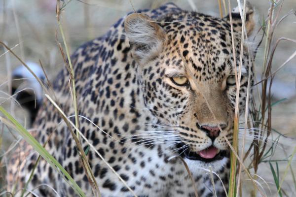 botswana safari leopard moremi africa africa safariadv exploringafrica romina facchi travel viaggi