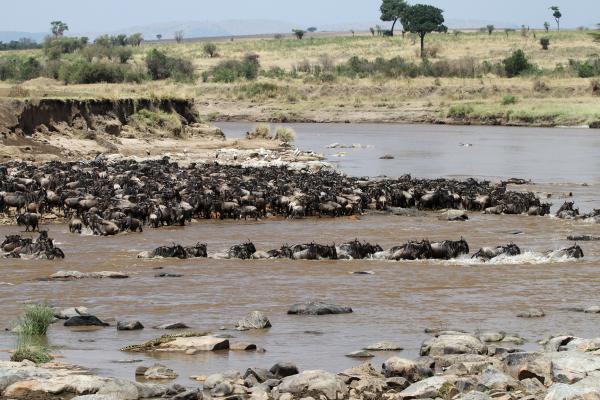 The Great Migration in Serengeti National Park in Tanzania: crossing Mara River, beautiful landscape with acacia and thousands of wildebeest aka gnus