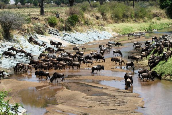 The Great Migration in Serengeti National Park: crossing wildebeest game drive safari Mara river