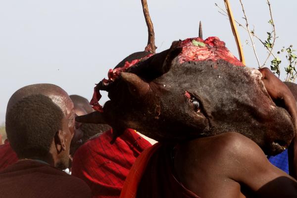 maasai ritual bring a cow head