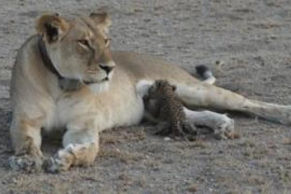 exploringafrica lions leopard cub safariadv serengeti tanzania