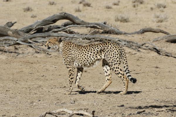 south africa exploringfrica safariadv kgalagadi rominafacchi travel cheetah