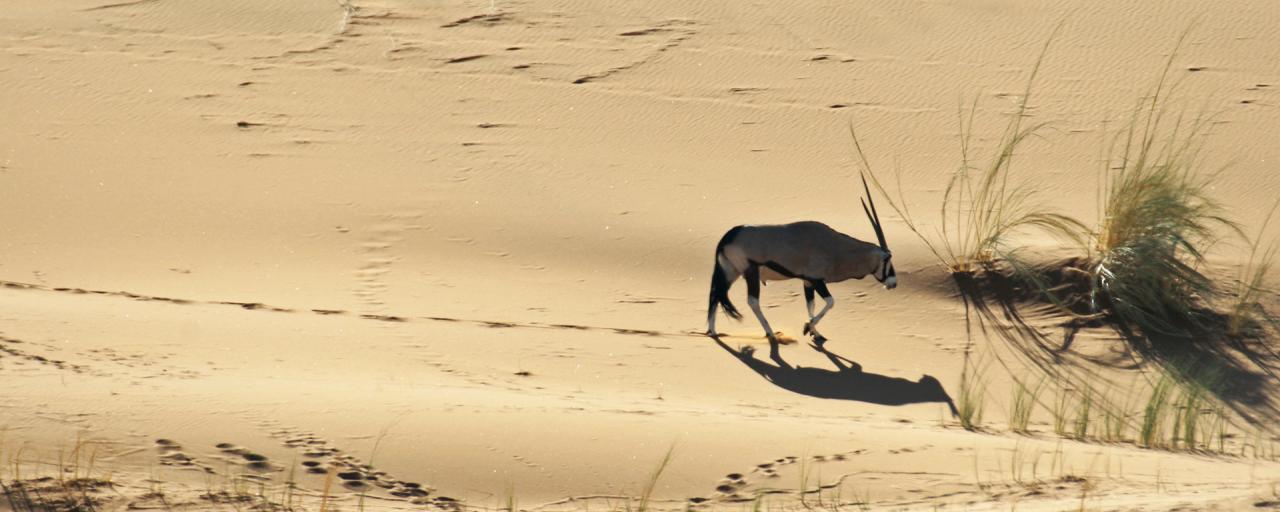 namib-naukluft national park namib desert namibia gemsbok