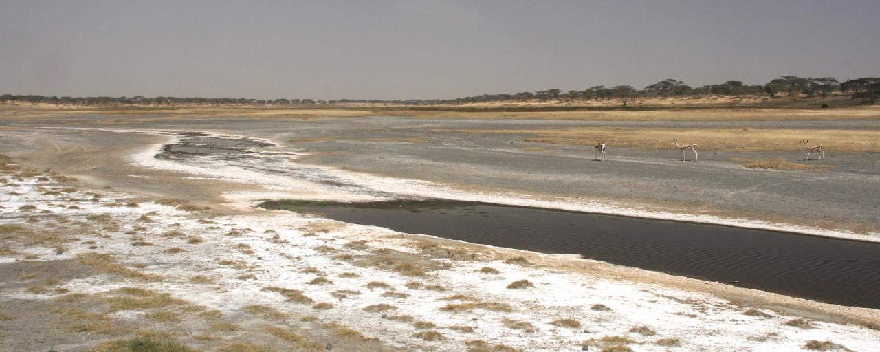 Lake Ndutu during the dry season: an endless salt pan