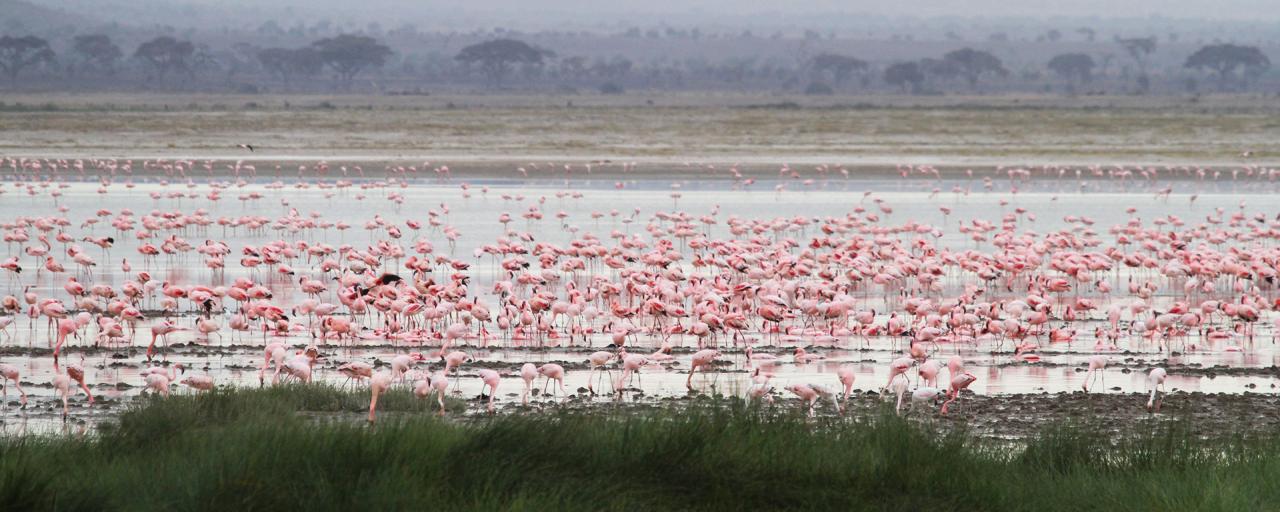 thousand of flamingos in the lake in Amboseli National Park