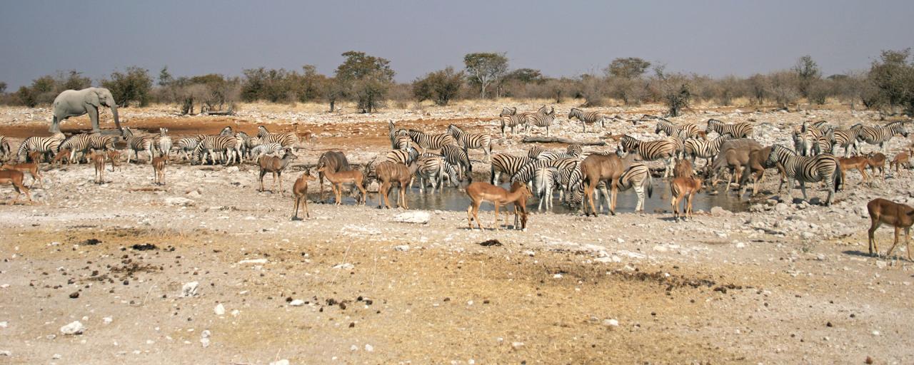 many animals around the water hole in Etosha National Park in Namibia Africa romina facchi