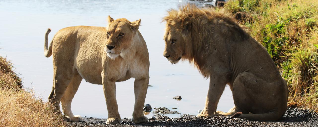 Ngorongoro Conservation Area: male and female lions walking around into savannah