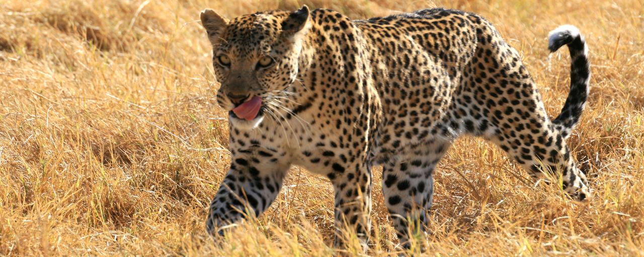 okawango delta exploringafrica safariadv romina facchi leopard travel viaggi