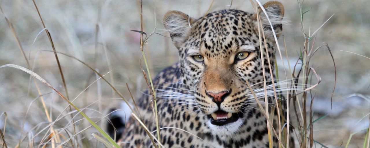 botswana safari leopard africa safariadv exploringafrica romina facchi