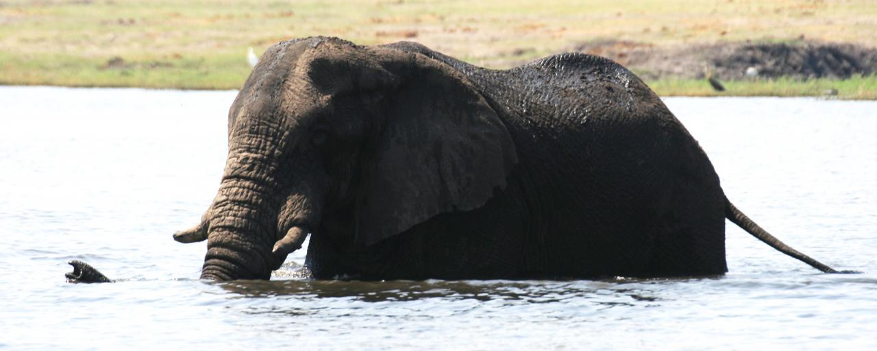 zimbabwe elephant safariadv exploringafrica romina facchi travel viaggi africa safari