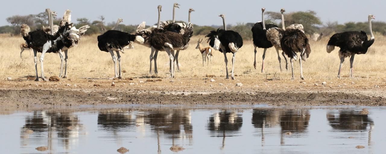 botswana safari nxai pan ostrich bird africa safariadv exploringafrica romina facchi