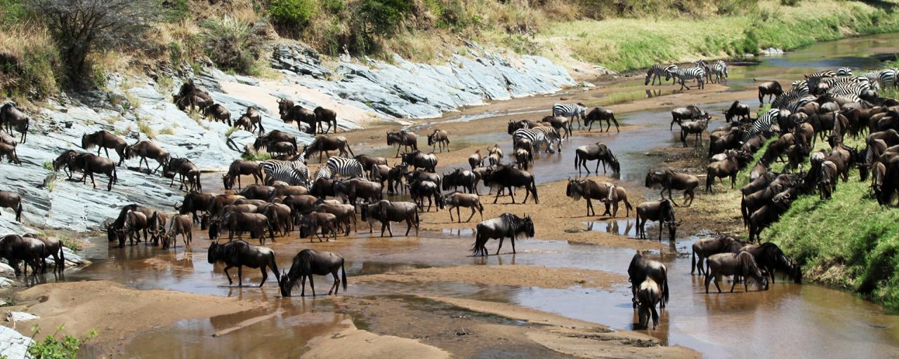 The Great Migration in Serengeti National Park: crossing wildebeest game drive safari Mara river