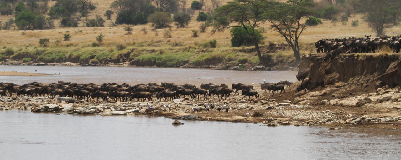 The Great Migration in Serengeti National Park: wildebeests and zebras cross the Mara River