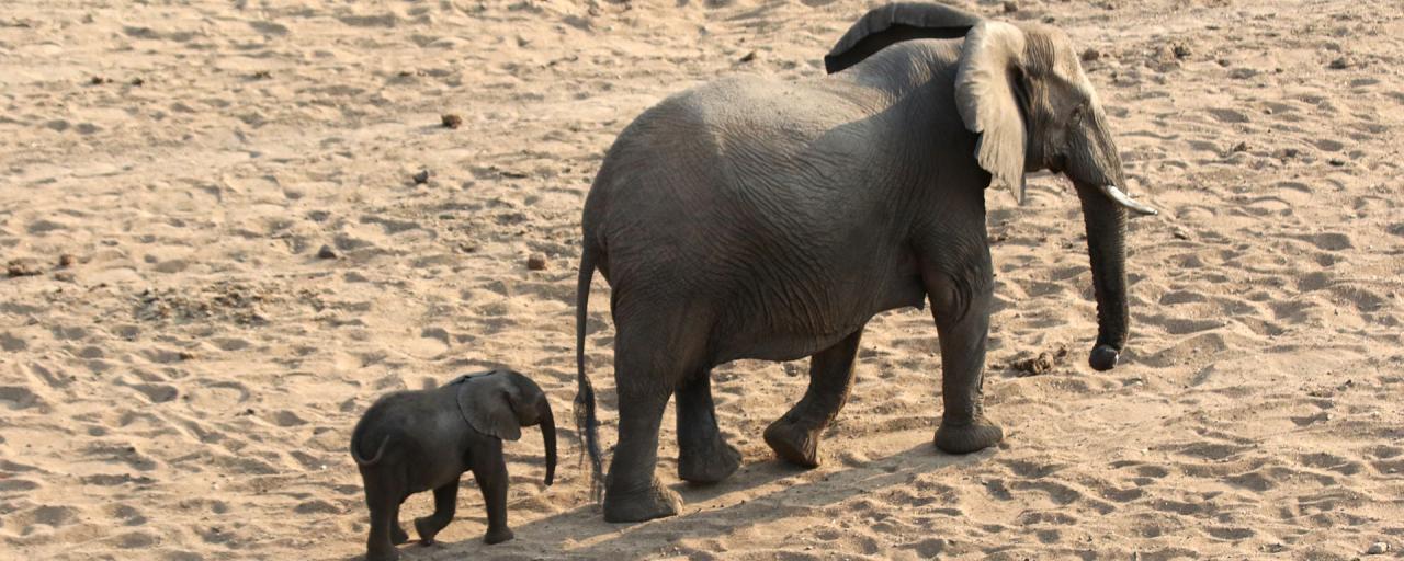 south africa sudafrica exploringafrica safariadv kruger elephant safari travel