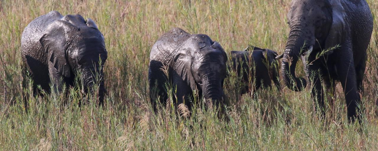 south africa sudafrica exploringafrica safariadv kruger elephant safari travelvel