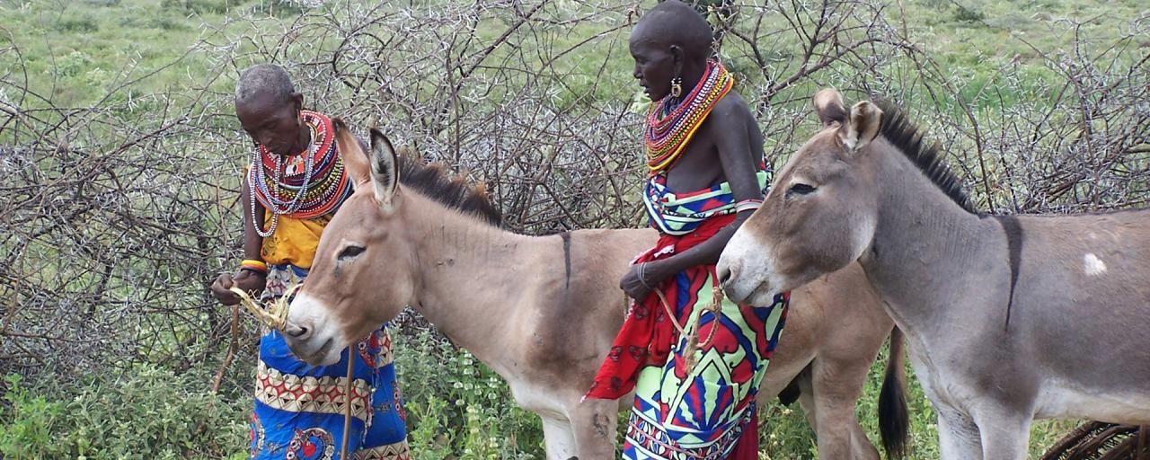 samburu people in kenya with donkey
