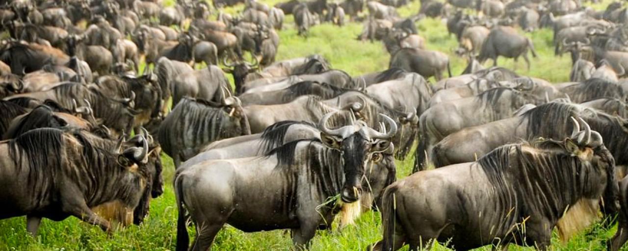 The Great Migration in the south of Serengeti National Park in Tanzania