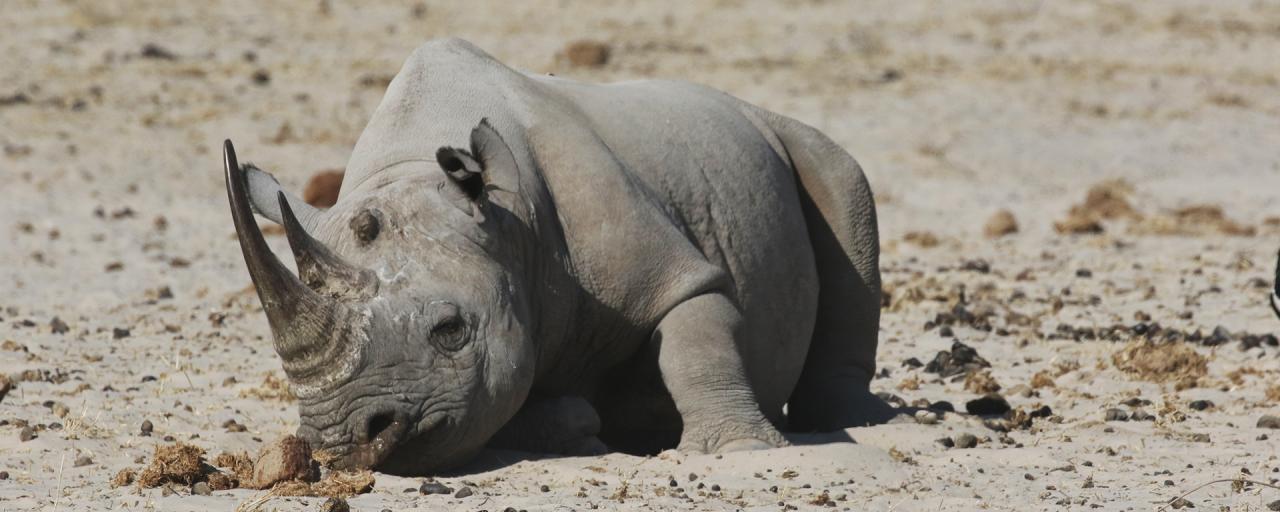 namibia etosha exploringafrica safariafv safari rominafacchi namib rino rhino