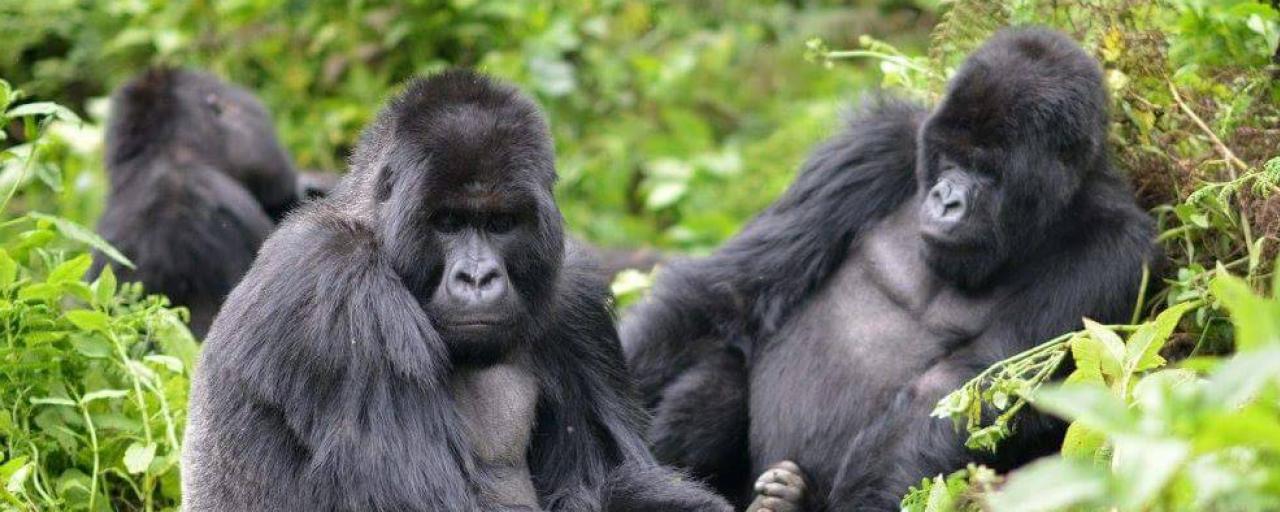 rwanda exploringafrica safariadv travel trekking gorilla