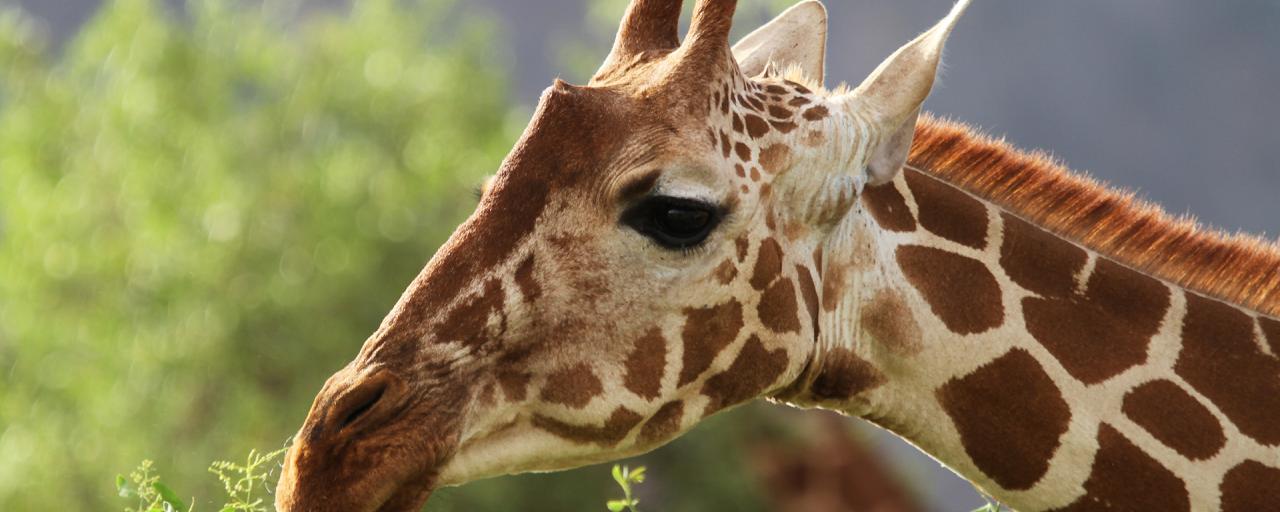 giraffe kenya rominafacchi exploringafrica safariadv