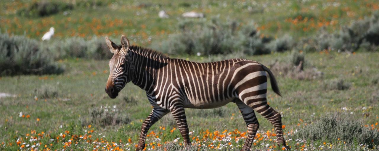 West Coast National Park: Mountain Cape Zebra exploringafrica safariadv rominafacchi travel southafrica westcoast