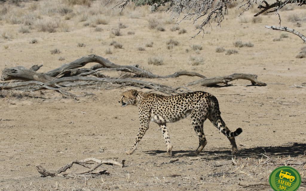 cheetah ghepardo kgalakgadi south africa namibia