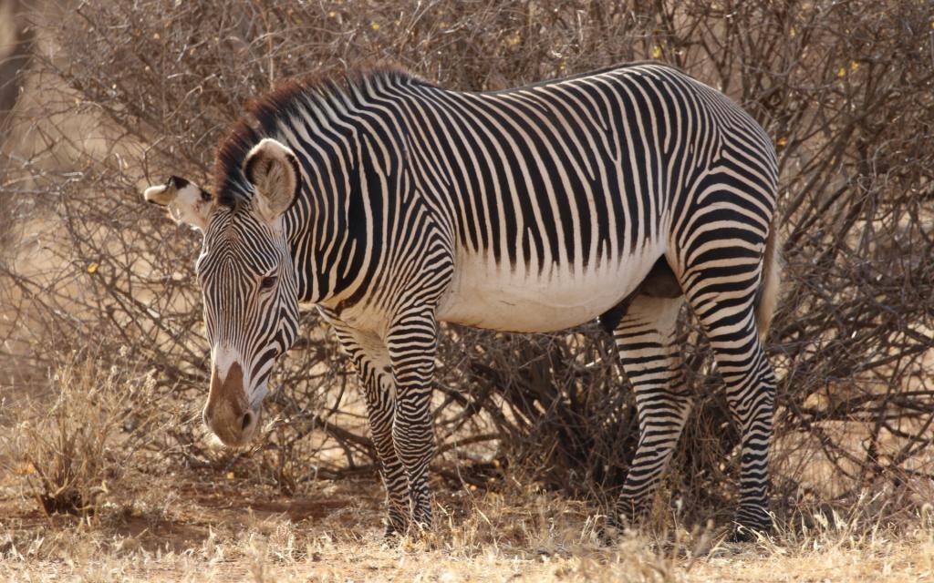 kenya zebra samburu grevy exploringafrica safariadv 