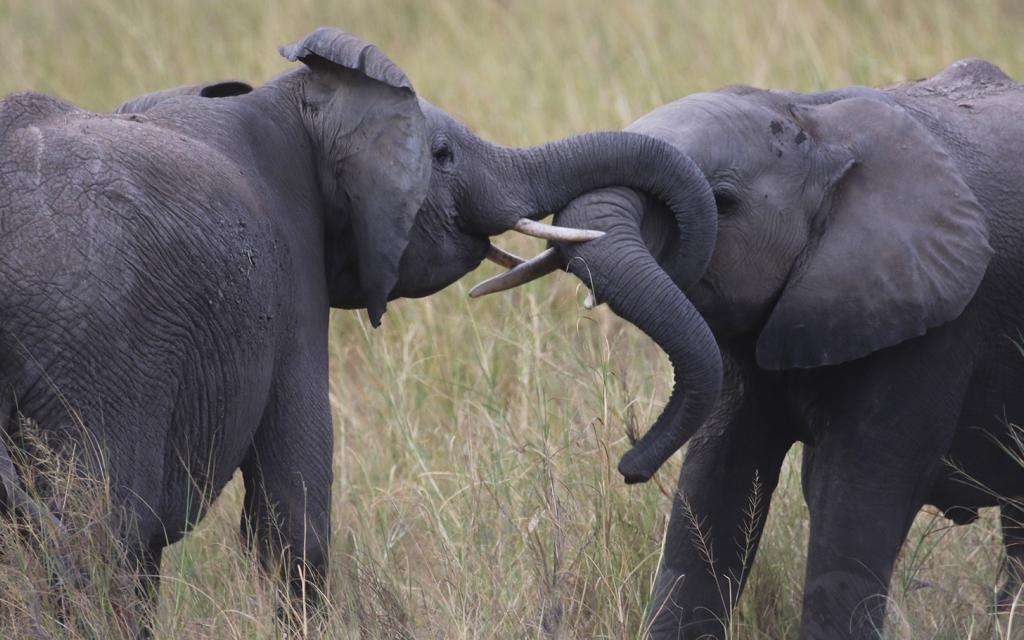 Amboseli National Park well knows as the "elephants park" here there are the most beautiful elephants in all Africa