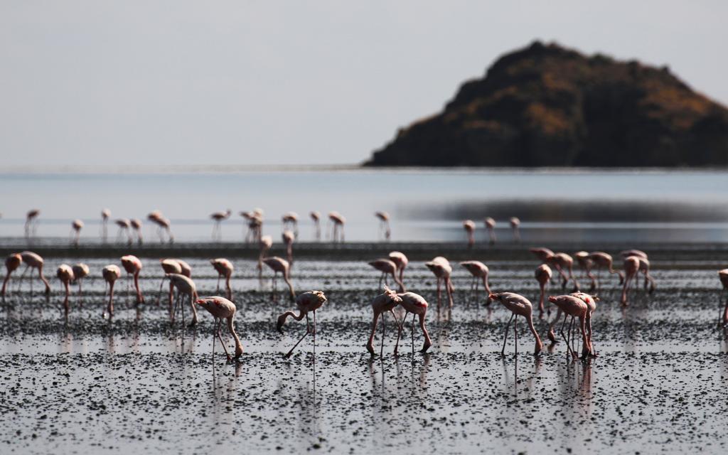 Lesser Flamingo lake Natron Tanzania Africa Great Rift Valley
